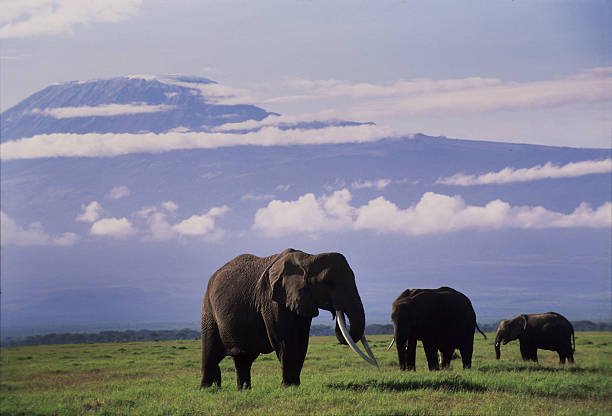 istock Elephants in a Amboseli marsh with Mount Kilimanjaro at distance 586736012