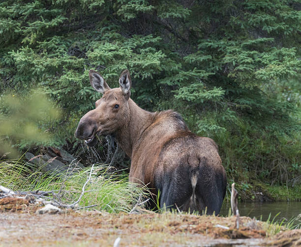 istock Mother Moose on the watch 586736732