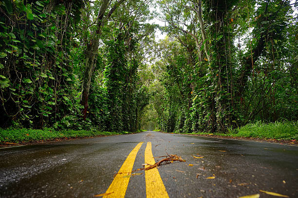 istock Eucalyptus tree tunnel near Koloa Town on Kauai 586736748