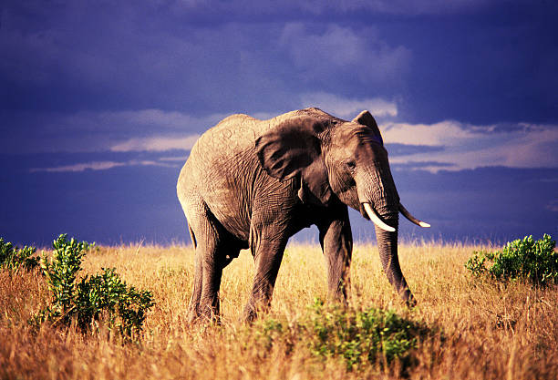 istock Lone elephant at Masai Mara Game Reserve, Kenya 586736802