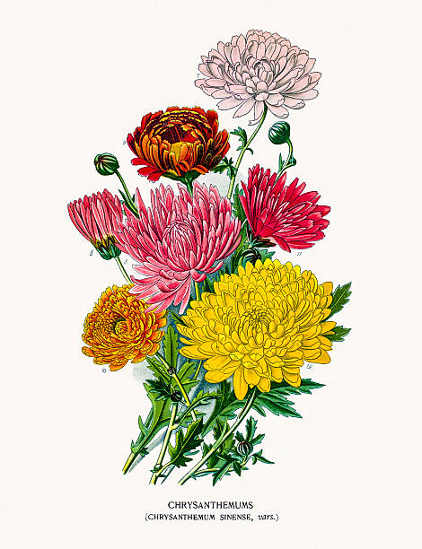 ilustrações de stock, clip art, desenhos animados e ícones de chrysanthemum or mums - yellow chrysanthemum