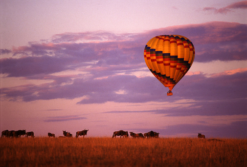 Hot air balloons safari flying and zebras on grassy landscape against clear sky at Maasai Mara National Reserve in Kenya during sunny day