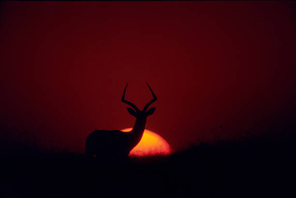 istock Impala at sunset, Masai Mara Game Reserve, Kenya 586737302