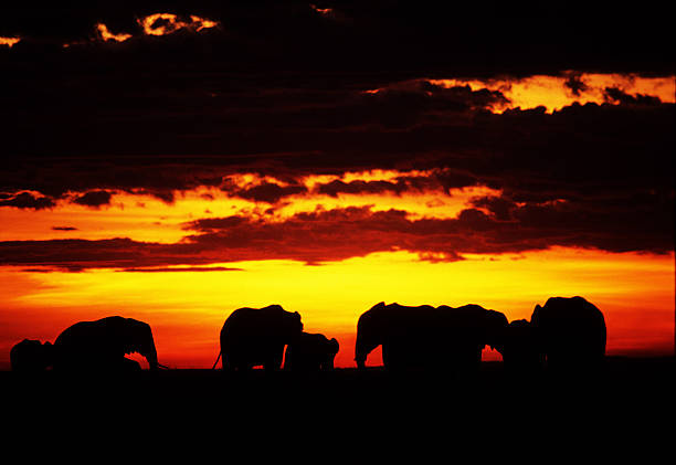 istock Elephants at sunset, Masai Mara Game Reserve, Kenya 586737338