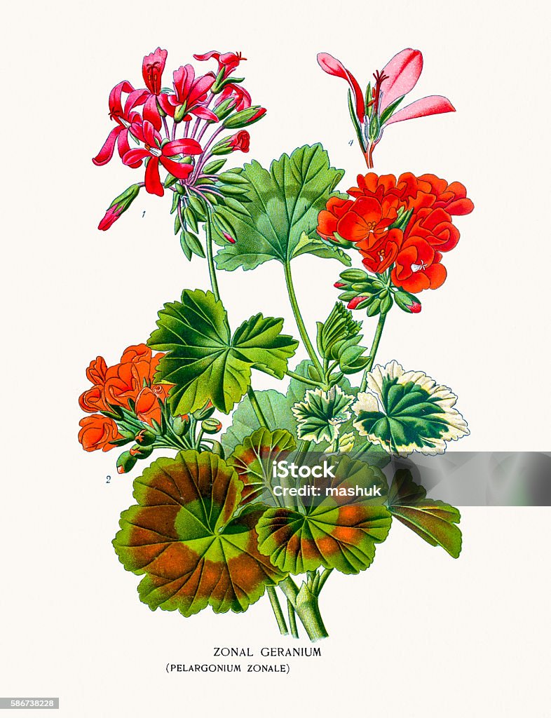 Vetores de Gerânio Flor e mais imagens de Gerânio - Flor temperada - Gerânio  - Flor temperada, Pelargonium, Vermelho - iStock