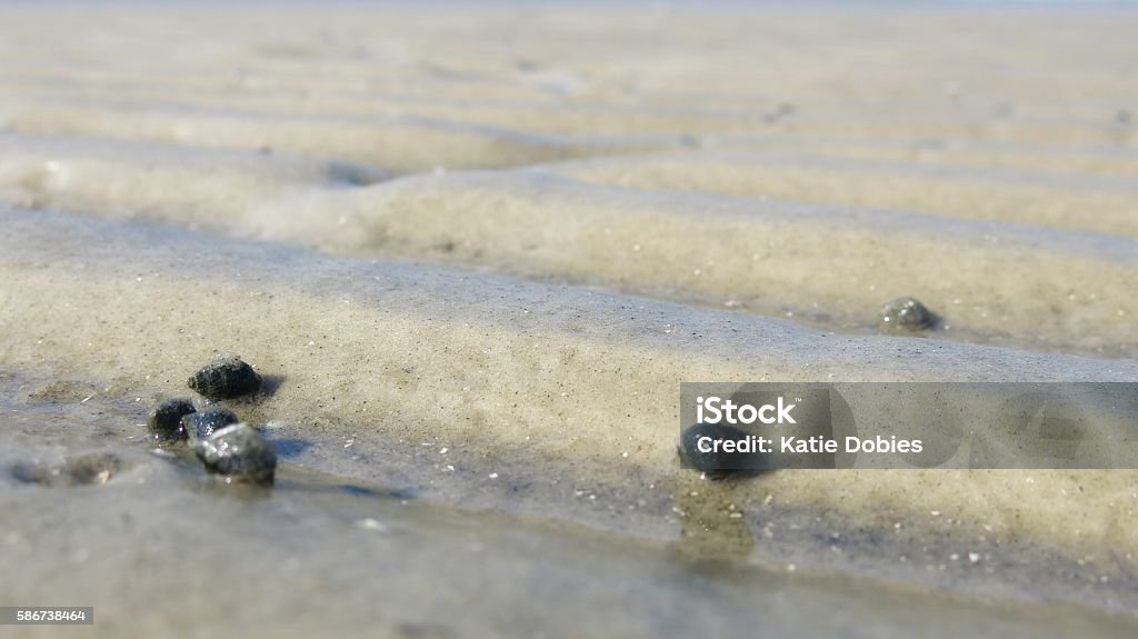 Miniature Small Black Tiny Sea Snails In Beach Sand Stock Photo - Download  Image Now - iStock