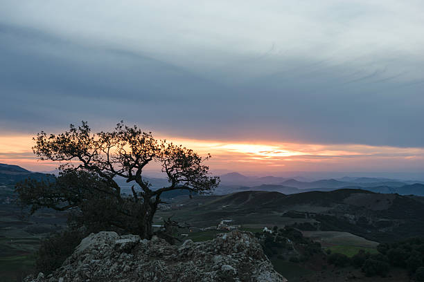 Amazing view from a hill over the landscape of the Province Ifrane in Morocco at sunset and with nice colors in the sky and a tree in the foreground.