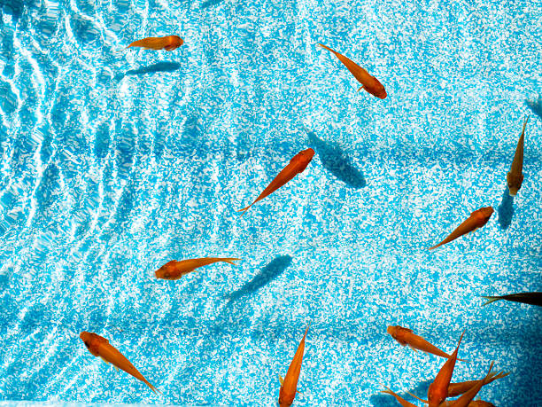 Goldfish Goldfish cyprinidae photos stock pictures, royalty-free photos & images