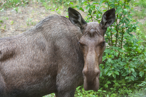 An Alaskan moose close up with green vegetation in the background.