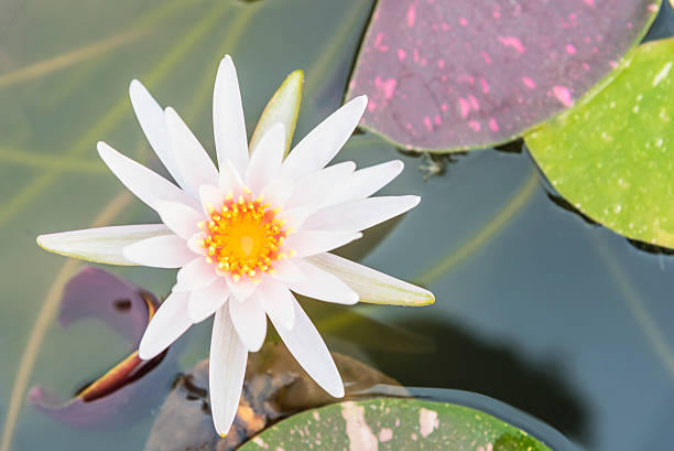 Top View of White Lotus Flower in Wate Pond Top View of White Lotus Flower in Wate Pond for Nature Flower Backgrounds. white lotus stock pictures, royalty-free photos & images