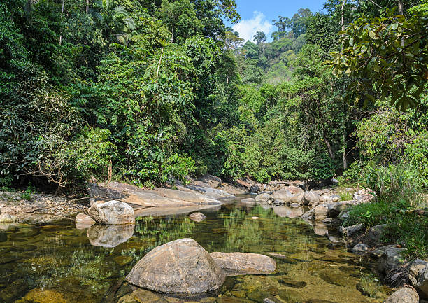 istock Mountain stream in green forest at summer time 586744570