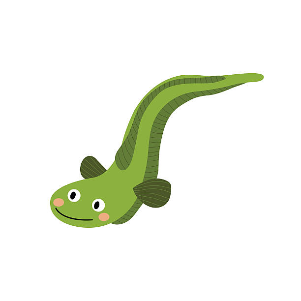 illustrations, cliparts, dessins animés et icônes de illustration vectorielle de personnage de dessin animé animal d’anguille. - susi