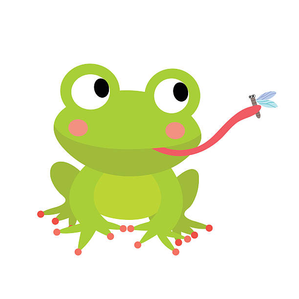 żaba jedzenie latać zwierząt kreskówki charakter ilustracji wektora. - toad green isolated white stock illustrations