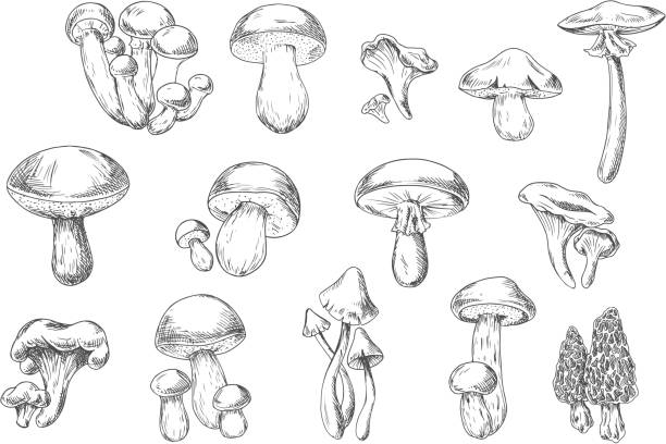 ilustrações, clipart, desenhos animados e ícones de cogumelos selvagens comestíveis e venenosos, estilo esboço - chanterelle edible mushroom mushroom freshness