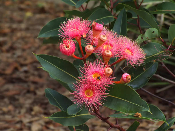 istock Red flowering gum blossoms 586747950