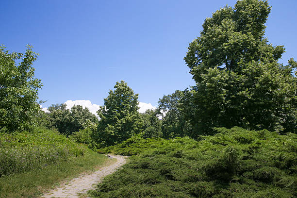 istock The path that goes along the bushes in the forest. 586749006