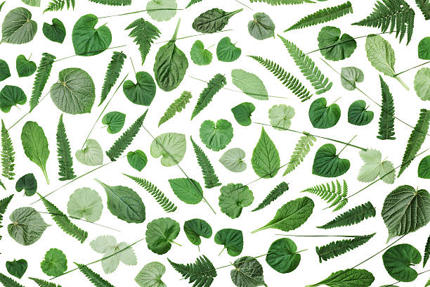 istock Green leaves pattern isolated on white. Top view. Flat lay. 586749752