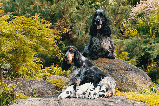 istock purebred English Cocker Spaniel with puppy 586750326