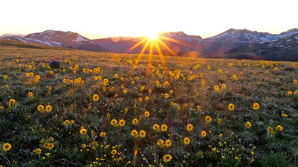 podświetlane kwiaty słońca na alpejskich łąkach. - sunflower field flower yellow zdjęcia i obrazy z banku zdjęć