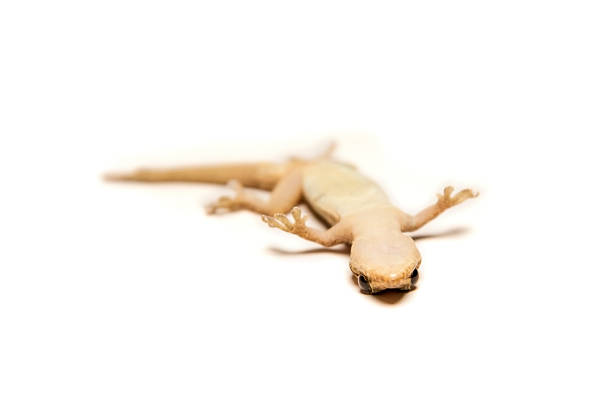 istock Close up, the house lizard, Thailand. 586751432
