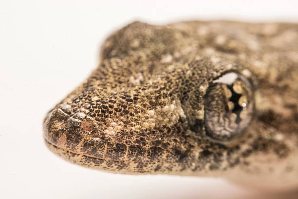 istock Close up, the house lizard, Thailand. 586752052