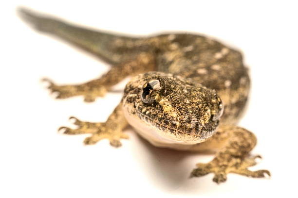 istock Close up, the house lizard, Thailand. 586917440