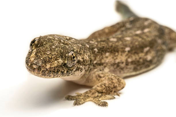 istock Close up, the house lizard, Thailand. 586917464