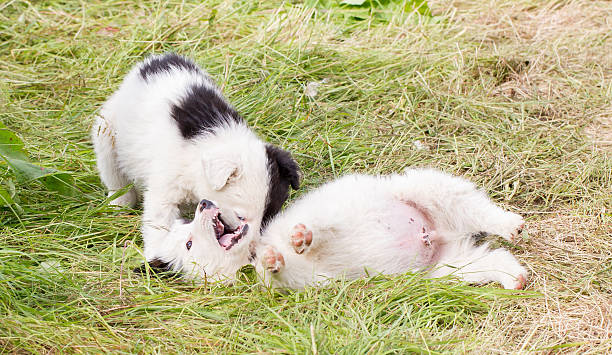 istock Two playful Border Collie puppies 586917612