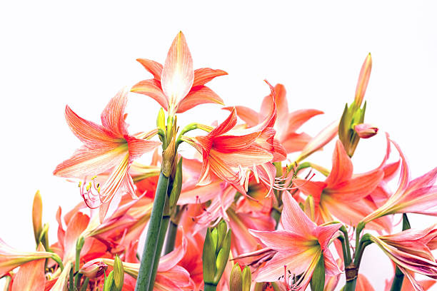 lycoris амариллис цветы - mystery lily стоковые фото и изображения