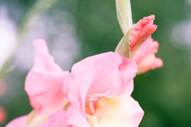 gladíolo detalhe de flor - gladiolus flower floral pattern single flower - fotografias e filmes do acervo