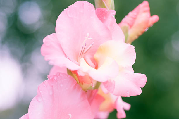 gladíolo detalhe de flor - gladiolus flower floral pattern single flower - fotografias e filmes do acervo