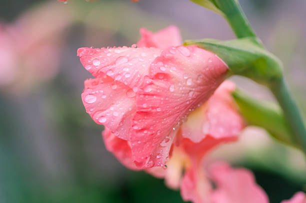 gladíolo detalhe de flor - gladiolus flower floral pattern single flower - fotografias e filmes do acervo