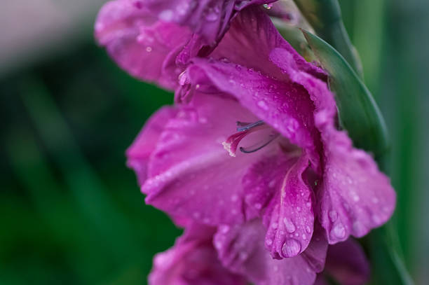 gladíolo detalhe de flor - gladiolus flower floral pattern single flower - fotografias e filmes do acervo