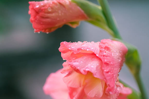 gladíolo detalhe de flor - gladiolus flower floral pattern single flower - fotografias e filmes do acervo