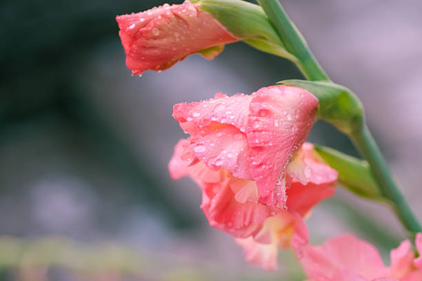 gladíolo detalhe de flor - gladiolus flower floral pattern single flower - fotografias e filmes do acervo