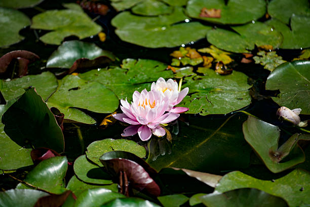 Lotus flower surrounded by green leaf stock photo
