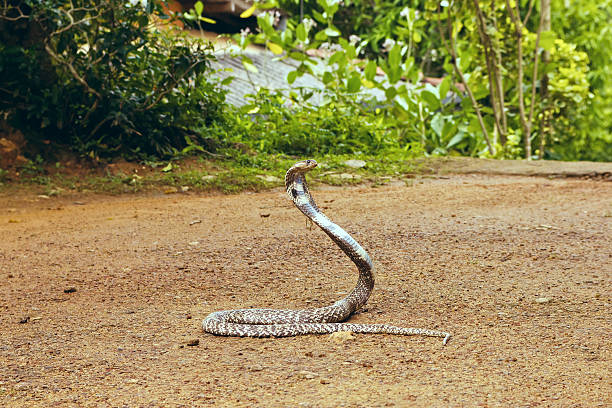 re cobra ofiofago hannah - snake cobra egyptian cobra poisonous organism foto e immagini stock