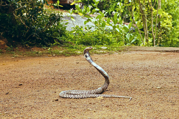 istock King Cobra Ophiophagus hannah 586918532