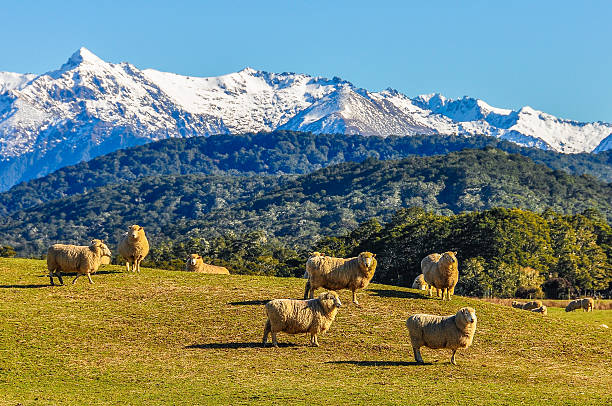 Sheep in a green meadow in New Zealand stock photo