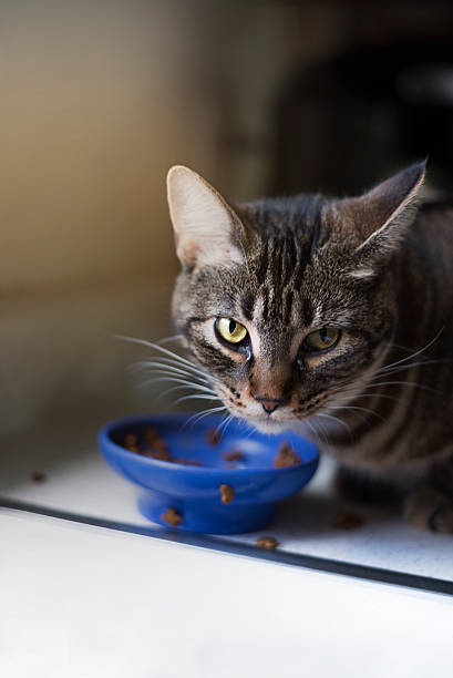 istock bengal cat - kitten looking at camera after eating 586921362