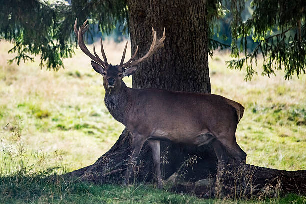Deer with beautiful horns under a tree in Dolomites, Italy stock photo