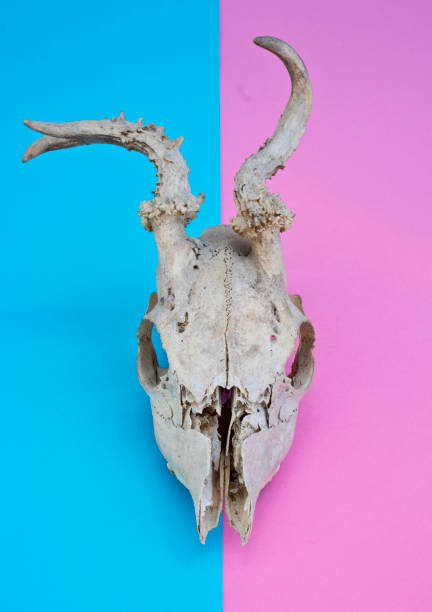 istock Deer Skull On Multicoloured Blue and Pink Abstract Background 586922422