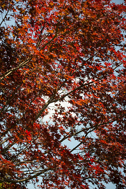 Red leaves background stock photo