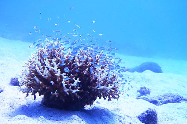 istock Tropical fish that swim in the coral reef 586923418