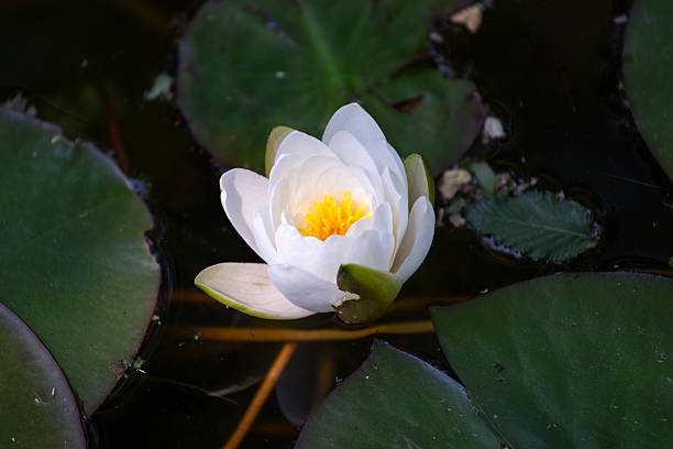 macro white lotus flowers surrounded by green leaf stock photo