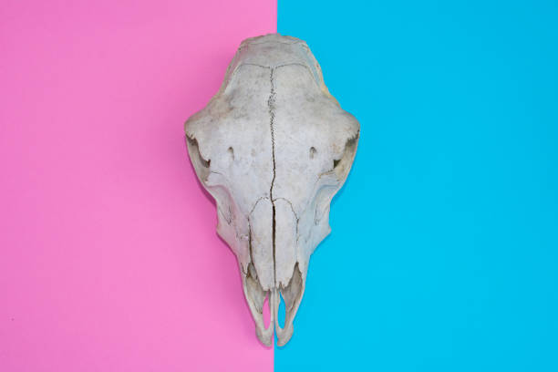 istock Sheep Ram Skull On Multicoloured Yellow and Pink Abstract Background 586925032
