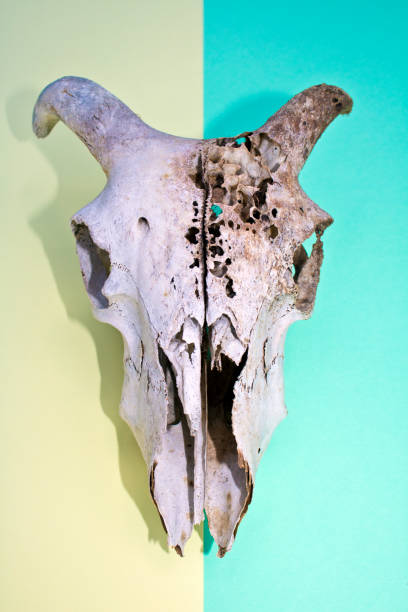 istock Sheep Ram Skull On Multicoloured Yellow and Blue Abstract Background 586925402