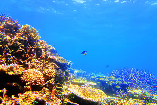 istock Coral reef of Miyakojima 586925542
