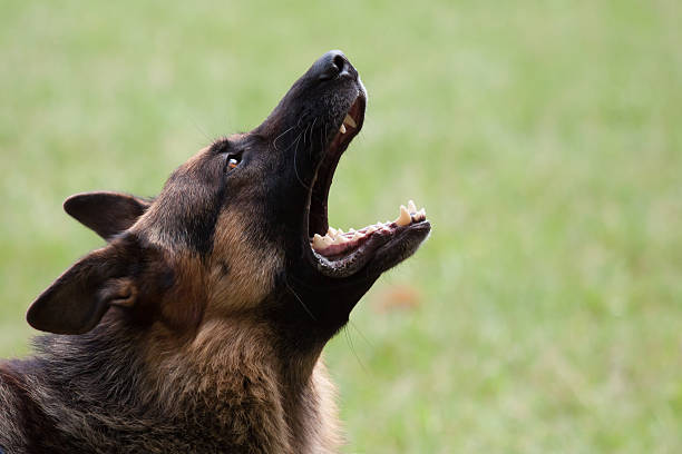 Barking German Shepherd Barking German Shepherd at dog school barking animal sound stock pictures, royalty-free photos & images