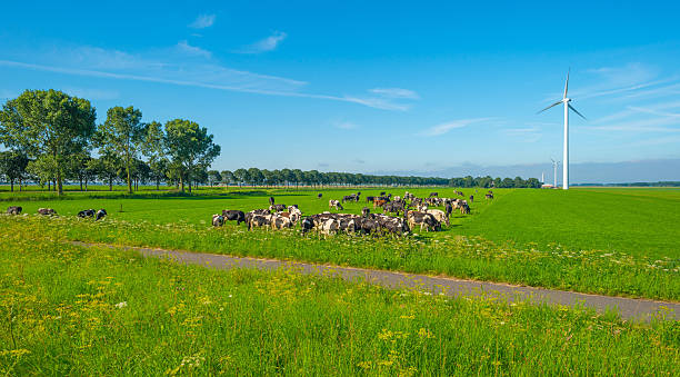istock Cows in a green meadow in summer 586926244